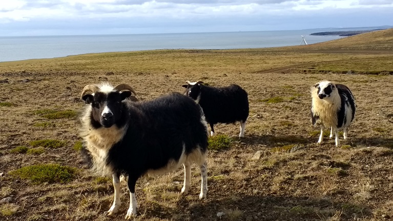 Falaises de Reykjanes